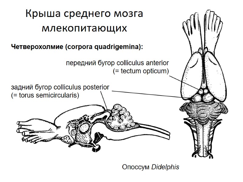 Крыша среднего мозга млекопитающих Опоссум Didelphis Четверохолмие (corpora quadrigemina):  передний бугор colliculus anterior
